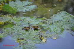 Pond dwellers.